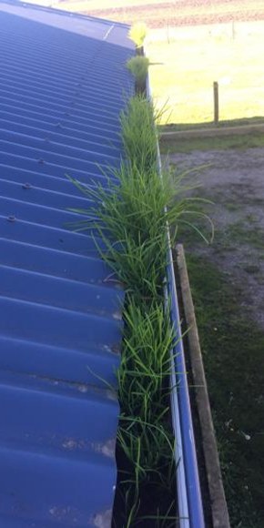 Gutter before clearing